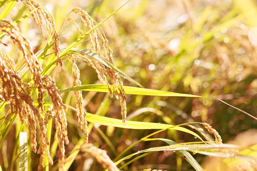 稲穂